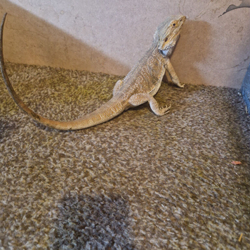 2 year old bearded dragon