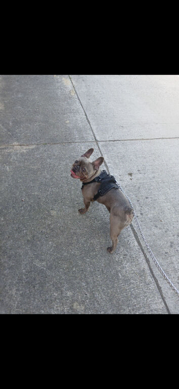 Blue french bulldog ( KC  registered )