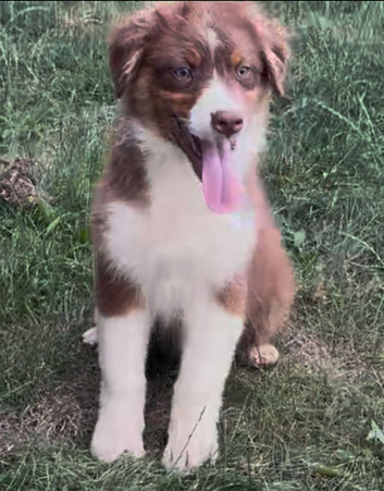 Fully health tested KC Australian shepherd