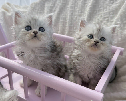 Adorable Persian kittens