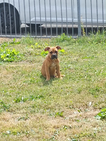 American bully cross staff pup