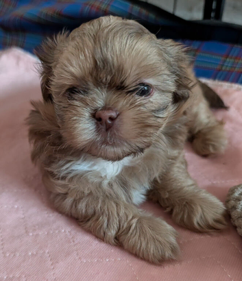 Beautiful karashishi imperial puppies