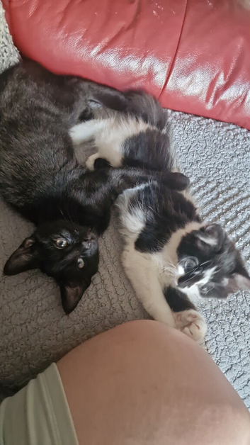 2 kittens and everything included