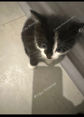 Beautiful black and white kitten