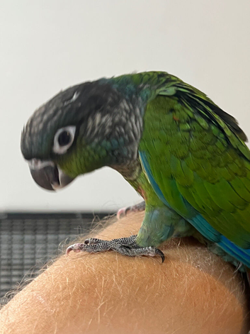 Stunning hand reared e baby conures