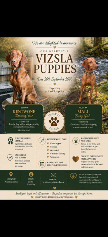 Beautiful litter of 9 pedigree Hungarian vizsla puppies due 20th sept