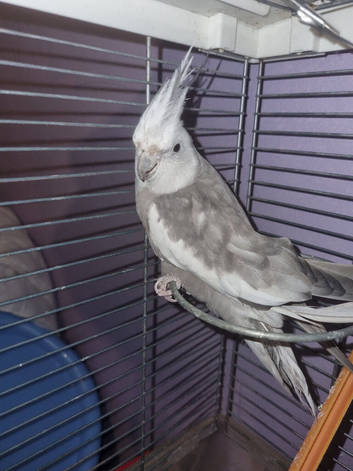 Female Whitefaced Cockatiel