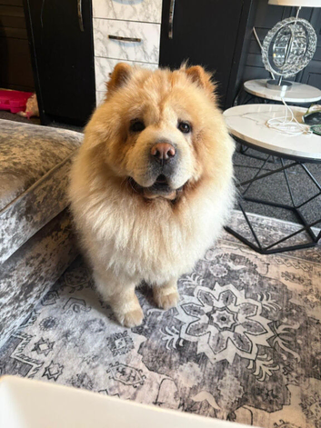 5 Year Old Chow Chow Male Needs A Home