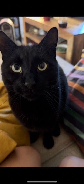 Beautiful Black Cat (6 years old) needs his forever home