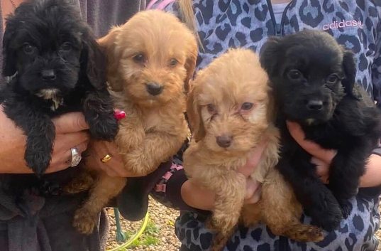 5 Beautiful Cockapoos