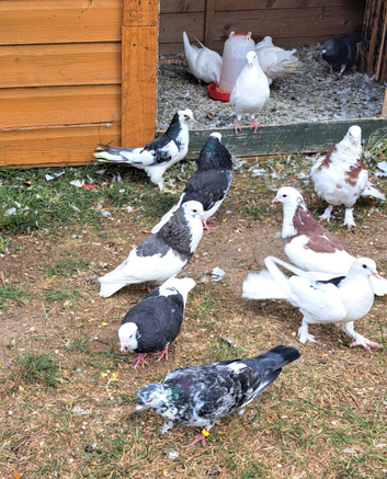 Pigeons, Birmingham rollers, racers,