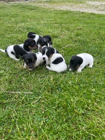Traditional Jack Russell pups