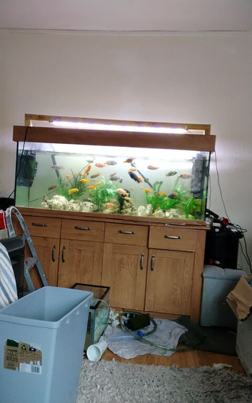 Yellow labs and red zebra juvines