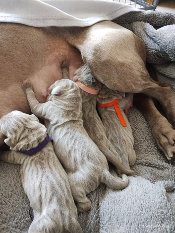 Beautiful KC registered Weimaraner Puppies. Hip Scored Parents. Champion bloodlines.Sire Show Weimaraner of the year 2025.