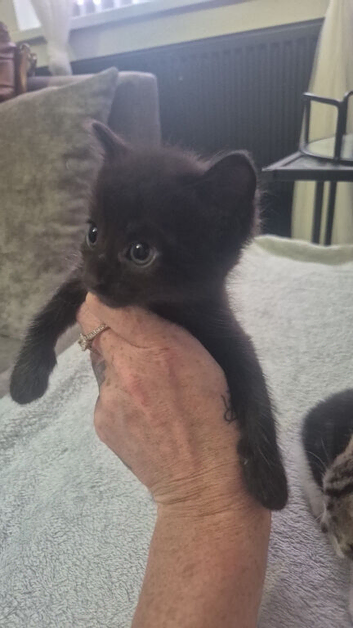 4 kittens