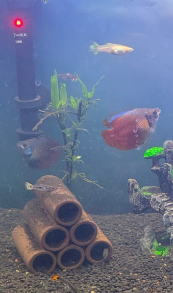 3 male gourami