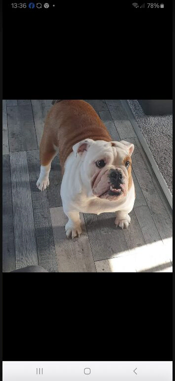 Needs a forever home,she&rsquo;s still looking