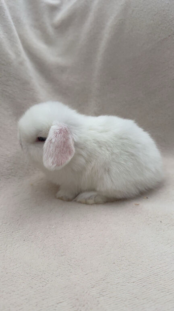 Beautiful mini lop babies