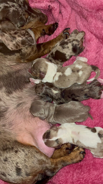 Stunning male puppy's