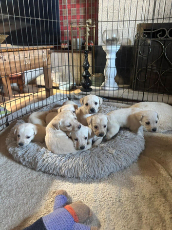 Beautiful KC Registered Labrador Puppies