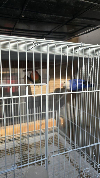 lovebirds