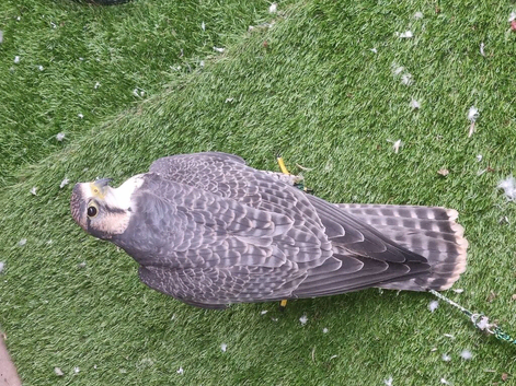 Lanner falcons