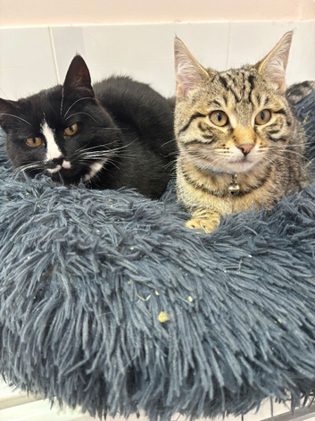 4 months and a 7 month old kitten for sale
