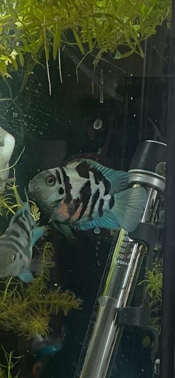 Polar blue parrot cichlids