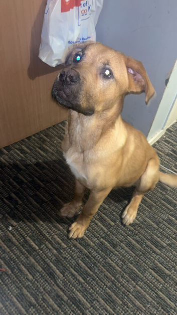 Male boerboel cross