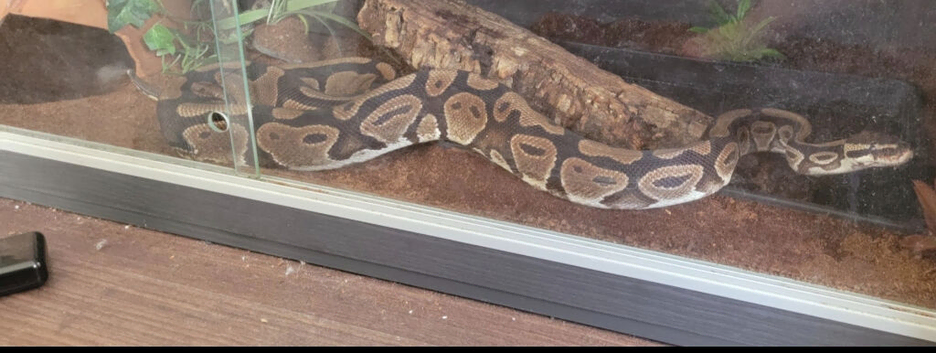 William Ex-Show Snake