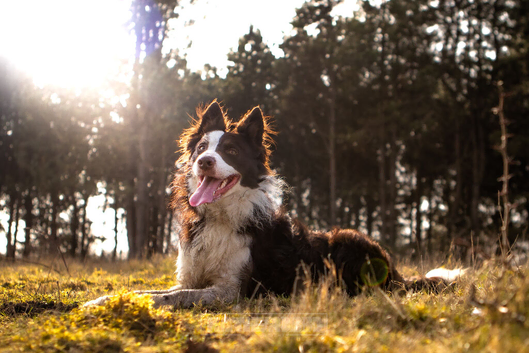 Chocolate & White Border Collie STUD - PROVEN & HEALTH TESTED