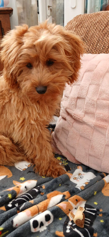 Beautiful cockerpoo molly
