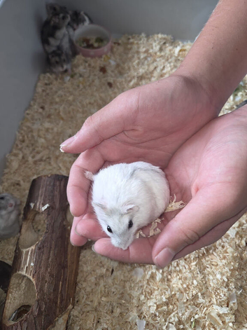 16x baby Russian dwarf hamsters