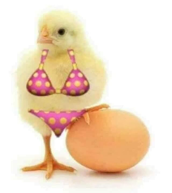 RARE CITRON SILKIE HATCHING EGGS