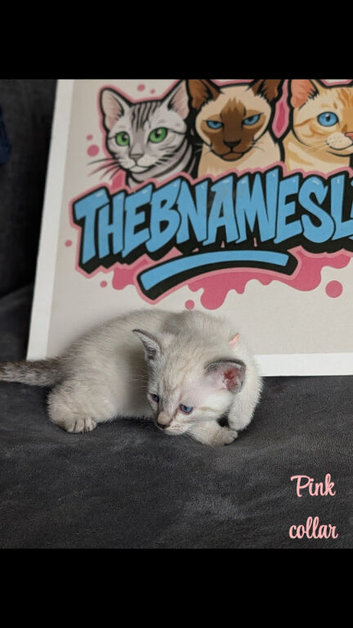 BENAMESE KITTENS ️