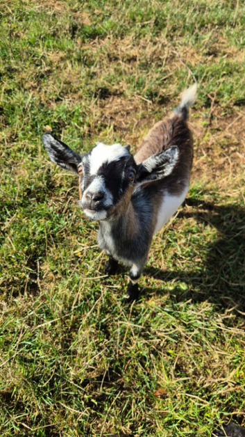Three pygmy wether goats