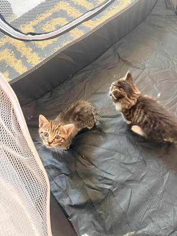 Beautiful kittens for sale