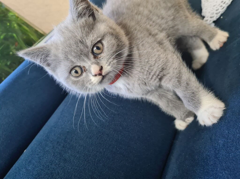 Bicolour British Shorthair