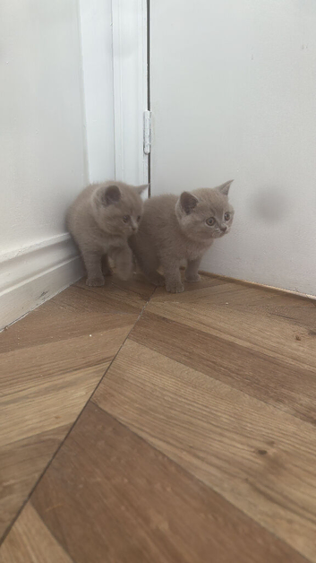 British shorthair kittens