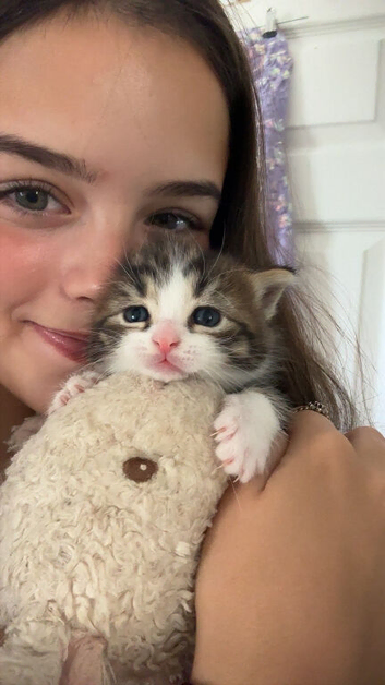 2 kittens available