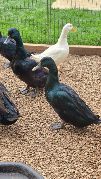Cayuga Drakes