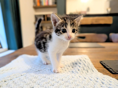 Kittens for sale.