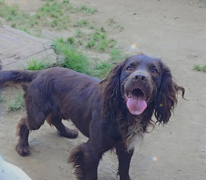 Cocker Spaniel Male 4.5 Years Old