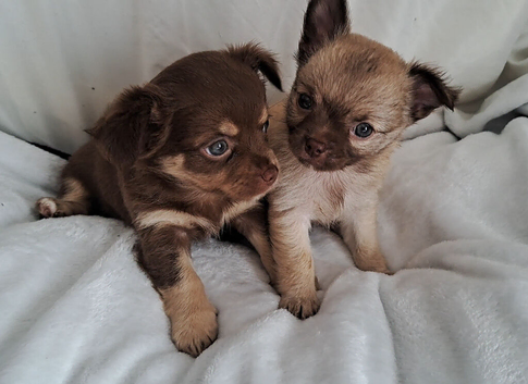 Long coat Tan/Blond and Chocolate Tri coloured chihuahua puppies