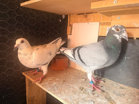 Pigeons for sale in Leamington Spa
