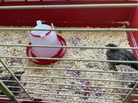 Jumbo Quail chicks