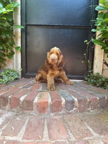 Bertie the show cocker
