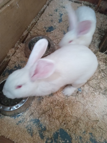 One  14 week old continental x flemish giant rabbit left