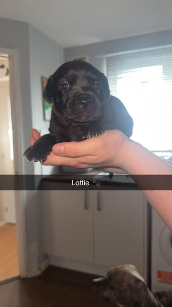 Labrabull