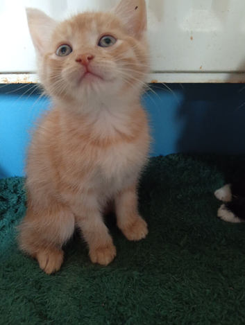 Male kitten